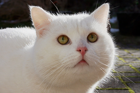 short-fur white cat stands on concrete pavement at daytime thumbnail