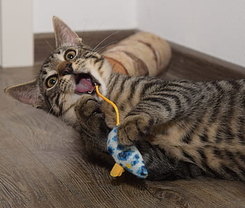 brown tabby cat thumbnail