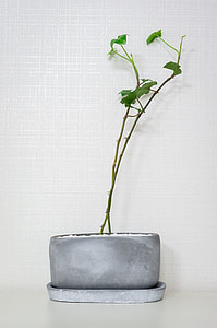 green leafed plant on pot thumbnail