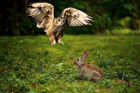 brown rabbit on green grass thumbnail