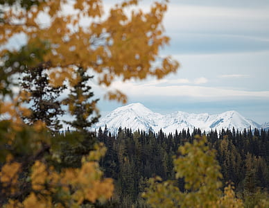 green forest near snow mountain thumbnail