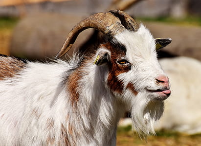 selective focus photo of white and brown ram thumbnail
