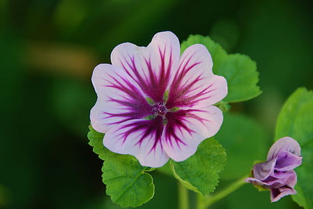 white and purple malva flower in close-up photography thumbnail