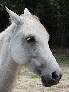 white horse near trees thumbnail