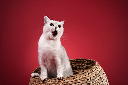 white cat in wicker basket thumbnail