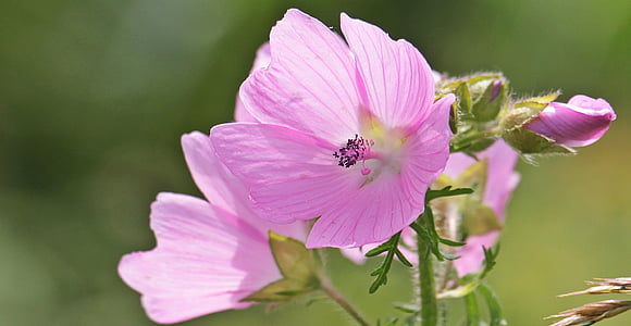 pink hollyhocks closeup photography thumbnail