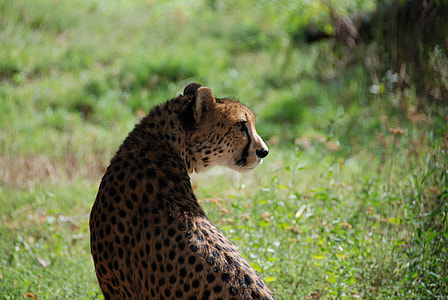 close-up photo of cheetah thumbnail