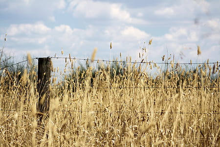 brown pampas plant near barbwire fence thumbnail