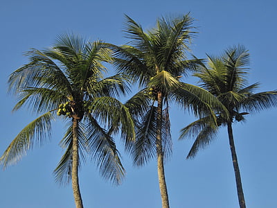 three green coconut trees thumbnail