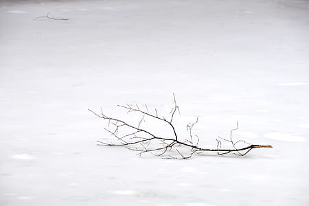 tree branch thumbnail