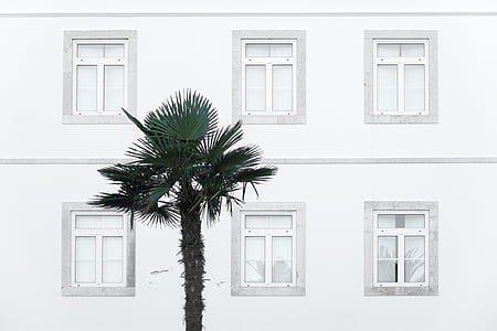 white painted building beside green palm tree thumbnail