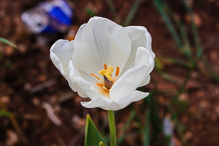 Close-Up Photography of White Tulip thumbnail