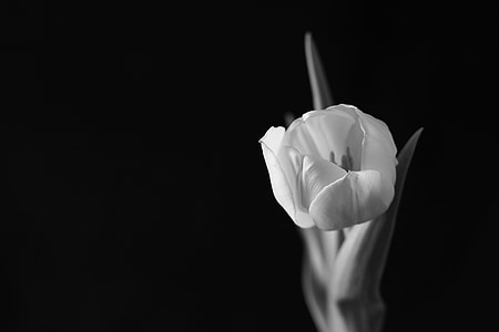 grayscale photo of blooming tulip thumbnail