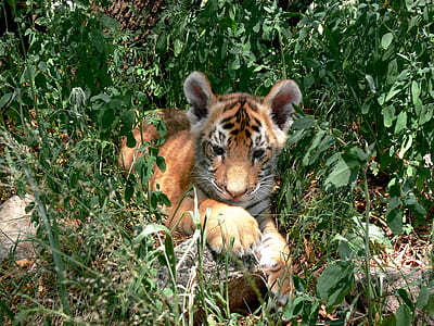 brown tiger on green grass during daytime thumbnail