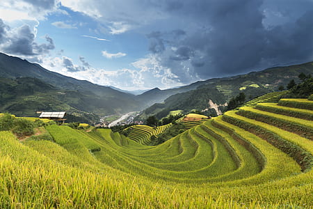rice terraces under gray and white sky thumbnail