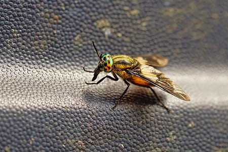 close-up photography of yellow and black bee thumbnail