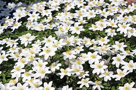 white petaled flowering plant thumbnail