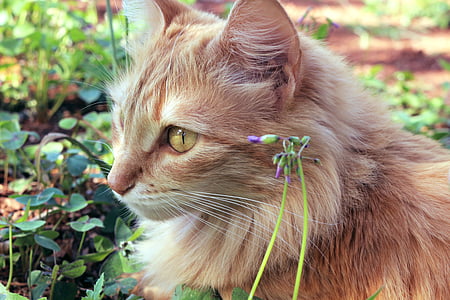 closeup photo of Persian tabby cat's face thumbnail