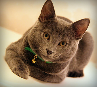 short-haired gray cat thumbnail