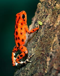 Orange and Black Poison Darth Frog thumbnail