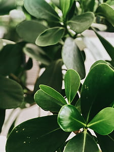Green Leafed Tree thumbnail