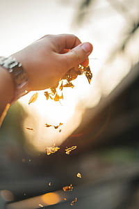 Brown Dried Leaves thumbnail