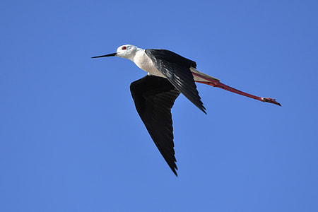 low angle photography of flying black-winged stilt thumbnail