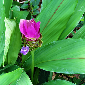 Plant, Pink And Blue Leaves thumbnail
