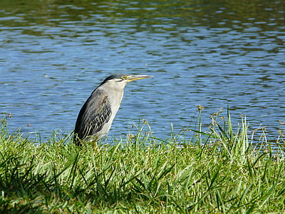 night heron standing on grass near body of water thumbnail