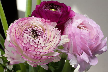 three pink flowers thumbnail