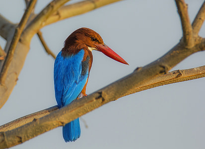 photo of brown and blue long beak bird on top of tree branch during daytime thumbnail