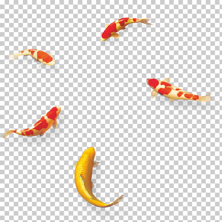 Mooncake Mid Autumn Festival Template Computer File Koi Orange And Yellow Koi Carp Fishes Png Clipart Free Cliparts Uihere