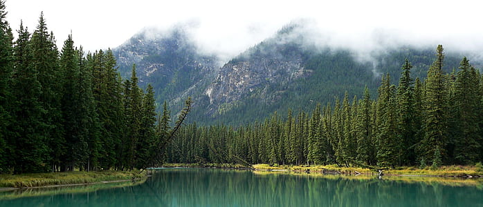 lake surrounded with trees thumbnail
