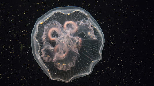 white jelly fish thumbnail