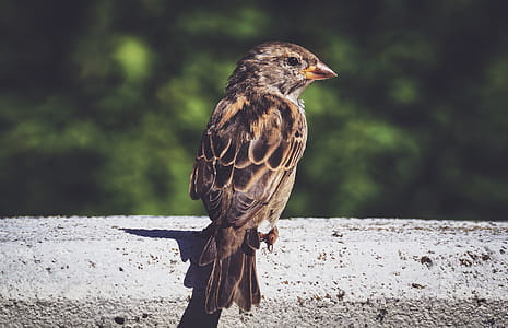 Brown Bird thumbnail