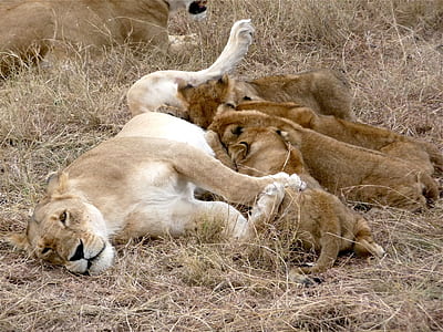 lioness feeding cubs on field thumbnail