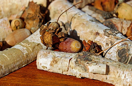 white wood logs and dried leaves thumbnail