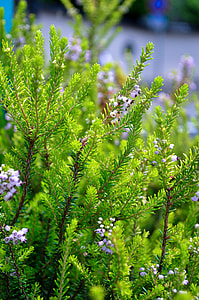 Green, Natural thumbnail