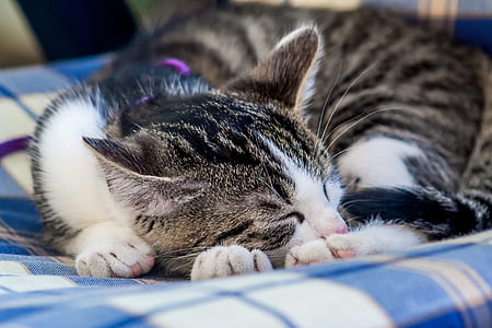 white and gray tabby cat lying on textile thumbnail