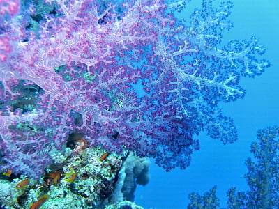 purple and blue coral reefs thumbnail