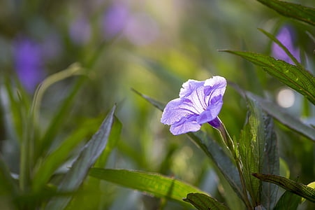 purple minnie root flower thumbnail