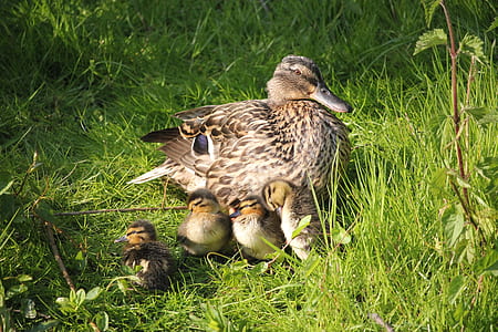 duck with ducklings on ground thumbnail