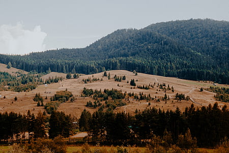 tree covered mountain thumbnail