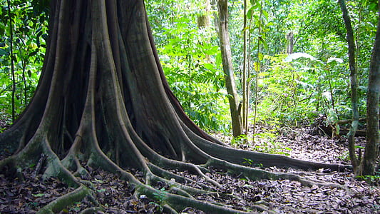 brown tree thumbnail