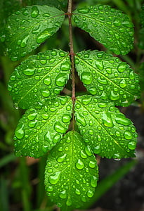green leafed plant thumbnail