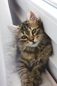 tabby cat leaning on wall thumbnail