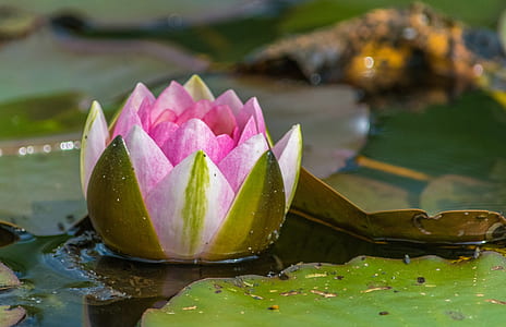 pink water lily thumbnail