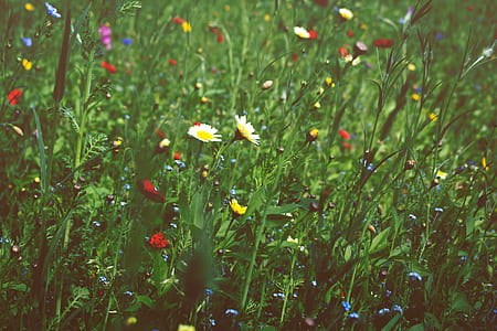 white chamomiles and red poppies closeup photography at daytime thumbnail