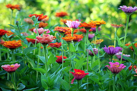 pink-orange-and-purple flowers thumbnail