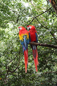 two red-and-blue parrots perched on tree trunk at daytime thumbnail